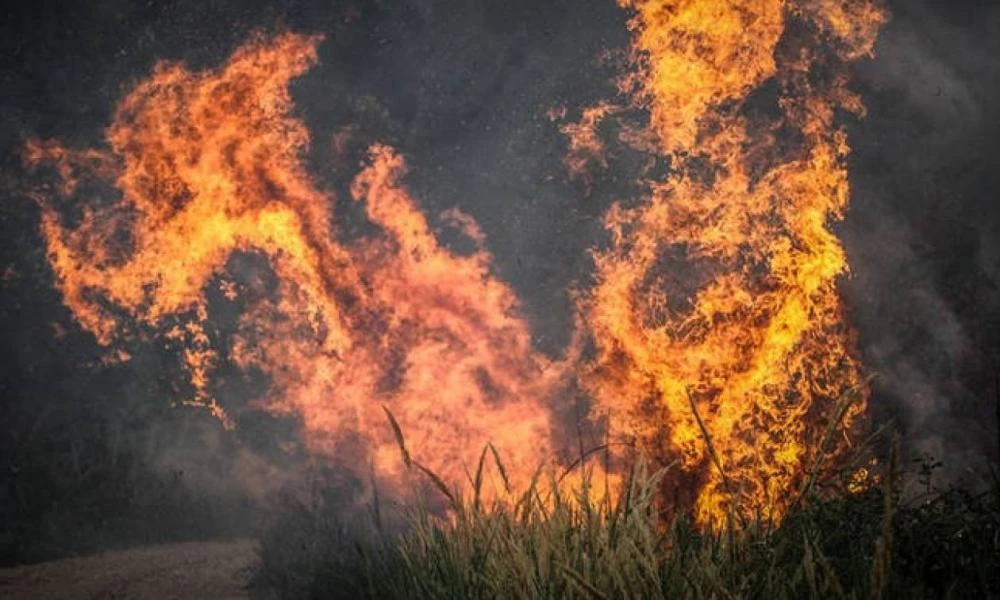 Να καούν τα φαρμακερά βρωμοχόρταρα, για να ανασάνει η Ελλάδα